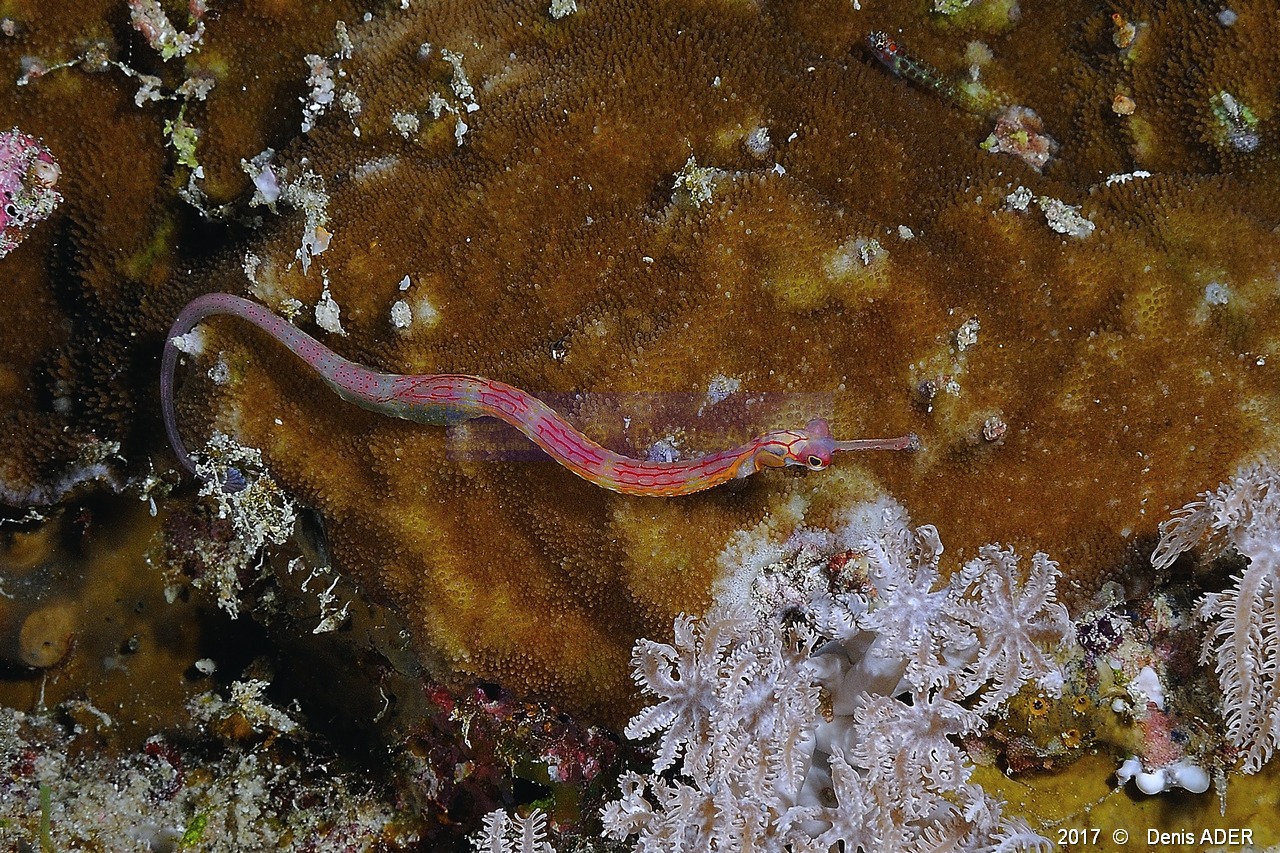 Corythoichthys nigripectus-Corythoichthys-sp-merrouge Safaga Tobia harba-11m-20171121-Denis-ADER-DSC_3300_tn.jpg